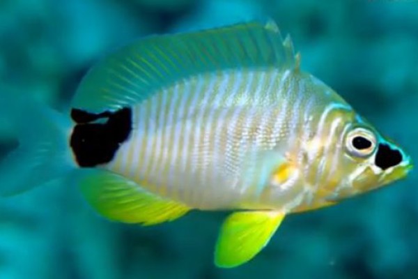 5 Ikan Laut Dalam Misterius: Penemuan Mengejutkan Para Ilmuwan