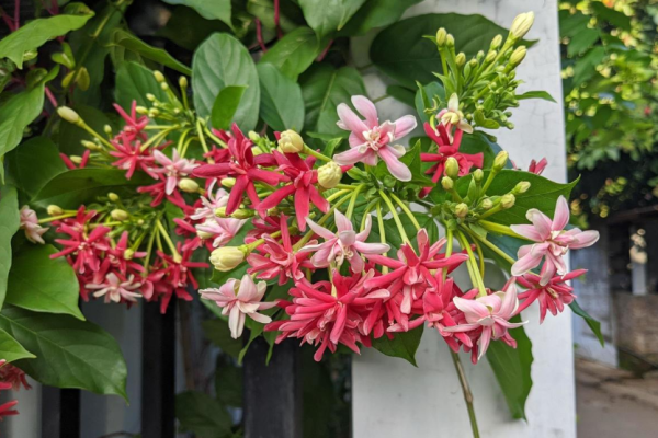 5 Tanaman Gantung Wangi: Relaksasi Alami di Rumah Anda 5 Tanaman Gantung Wangi: Relaksasi Alami di Rumah Anda