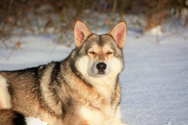 7 Anjing Mirip Coyote: Wajah Galak, Mengagumkan! 7 Anjing Mirip Coyote: Wajah Galak, Mengagumkan!