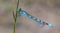 Capung Jarum Biru: 4 Spesies Unik Memukau Alam Liar Capung Jarum Biru: 4 Spesies Unik Memukau Alam Liar