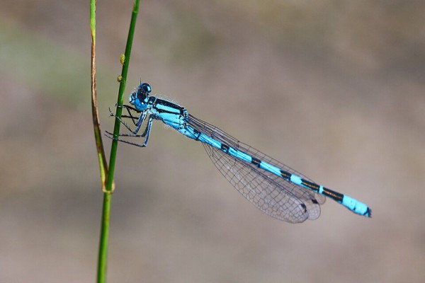 Capung Jarum Biru: 4 Spesies Unik Memukau Alam Liar