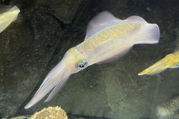 Cumi-cumi Bigfin: Perubahan Warna Kilat & 5 Fakta Menakjubkan Cumi-cumi Bigfin: Perubahan Warna Kilat & 5 Fakta Menakjubkan