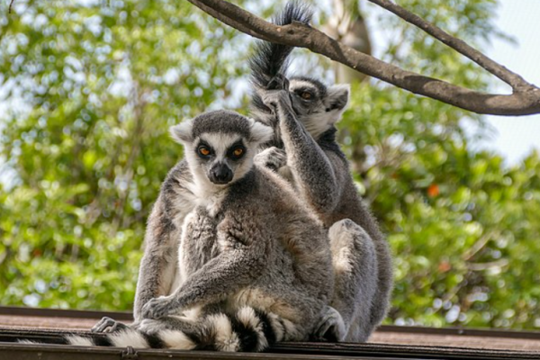 Lemur Ekor Cincin Madagaskar: 5 Fakta Menakjubkan yang Belum Anda Tahu