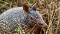 Rahasia Armadillo: 5 Fakta Menakjubkan Hewan Berkuras Unik Rahasia Armadillo: 5 Fakta Menakjubkan Hewan Berkuras Unik