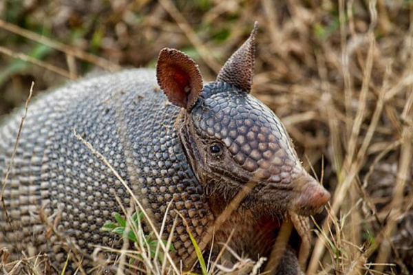 Rahasia Armadillo: 5 Fakta Menakjubkan Hewan Berkuras Unik