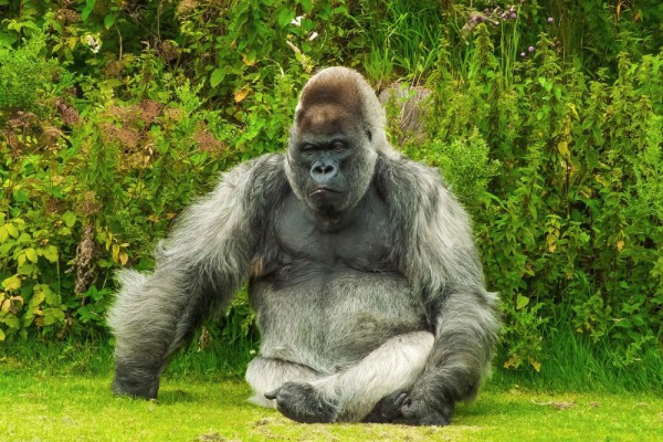 Rahasia Bulu Mamalia: Fungsi Ajaib Rambut Hewan