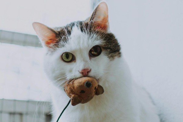 Rahasia Kucing: 5 Alasan Mereka Bawa Mangsa Mati