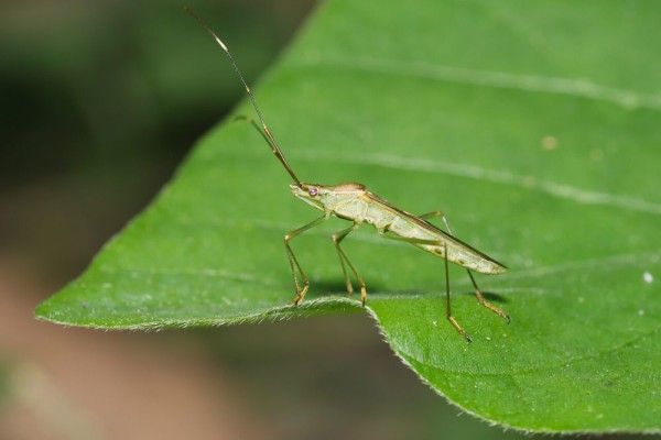 Rahasia Tersembunyi Walang Sangit: Hama Padi yang Merusak