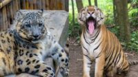 Rahasia Terungkap: 5 Perbedaan Menakjubkan Macan Tutul Salju Rahasia Terungkap: 5 Perbedaan Menakjubkan Macan Tutul Salju