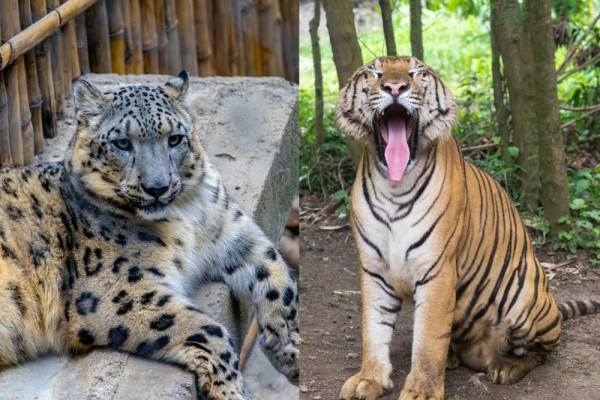 Rahasia Terungkap: 5 Perbedaan Menakjubkan Macan Tutul Salju