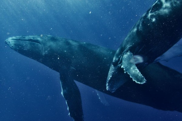 Rahasia Tidur Mamalia Laut: Tanpa Tenggelam? Temukan Jawabannya Rahasia Tidur Mamalia Laut: Tanpa Tenggelam? Temukan Jawabannya