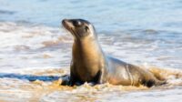 Singa Laut Galapagos: Penyelam Hebat, Nasibnya Terancam Punah Singa Laut Galapagos: Penyelam Hebat, Nasibnya Terancam Punah