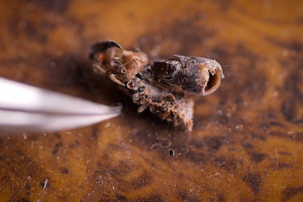 Ulat Kanibal: 5 Fakta Mengejutkan Predator Mini yang Mengerikan