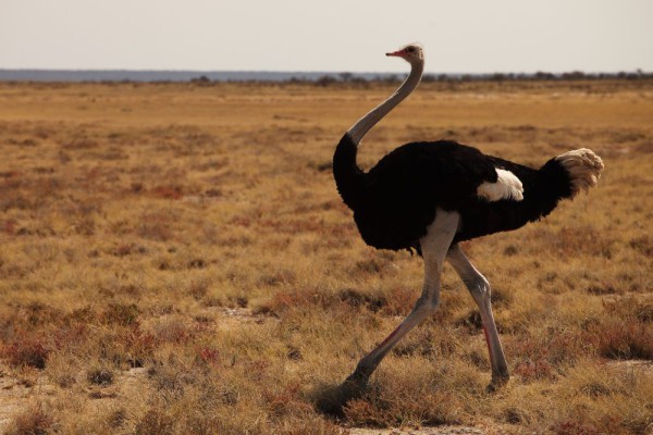 Unta vs Emu: 10 Perbedaan Mengejutkan yang Wajib Anda Tahu