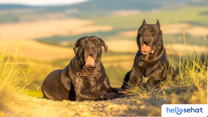 10 Anjing Berotot Super Kuat: Ras, Karakter & Kekuatannya