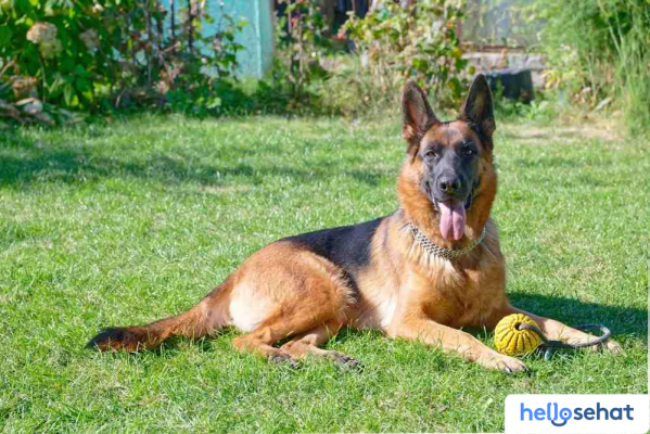7 Fakta Mengejutkan German Shepherd: Ras Anjing Terhebat?