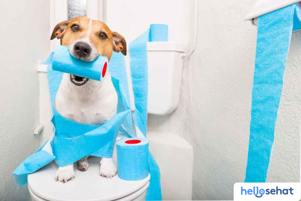 Anjing Mencret? 9 Penyebab & Solusi Ampuh Segera