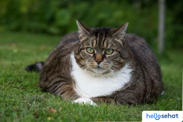 Kucing Hamil atau Gendut? 6 Perbedaan Krusial yang Wajib Anda Tahu