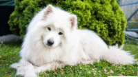 Panduan_Lengkap_Merawat_Anjing_Samoyed_Ciri_Tips__Perawatan Panduan Lengkap Merawat Anjing Samoyed: Ciri, Tips & Perawatan