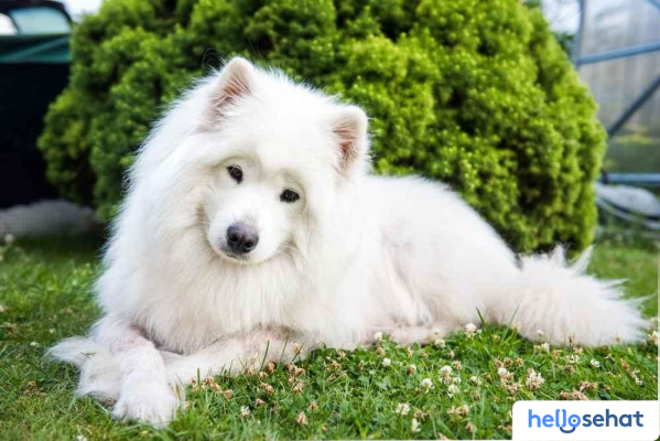 Panduan Lengkap Merawat Anjing Samoyed: Ciri, Tips & Perawatan