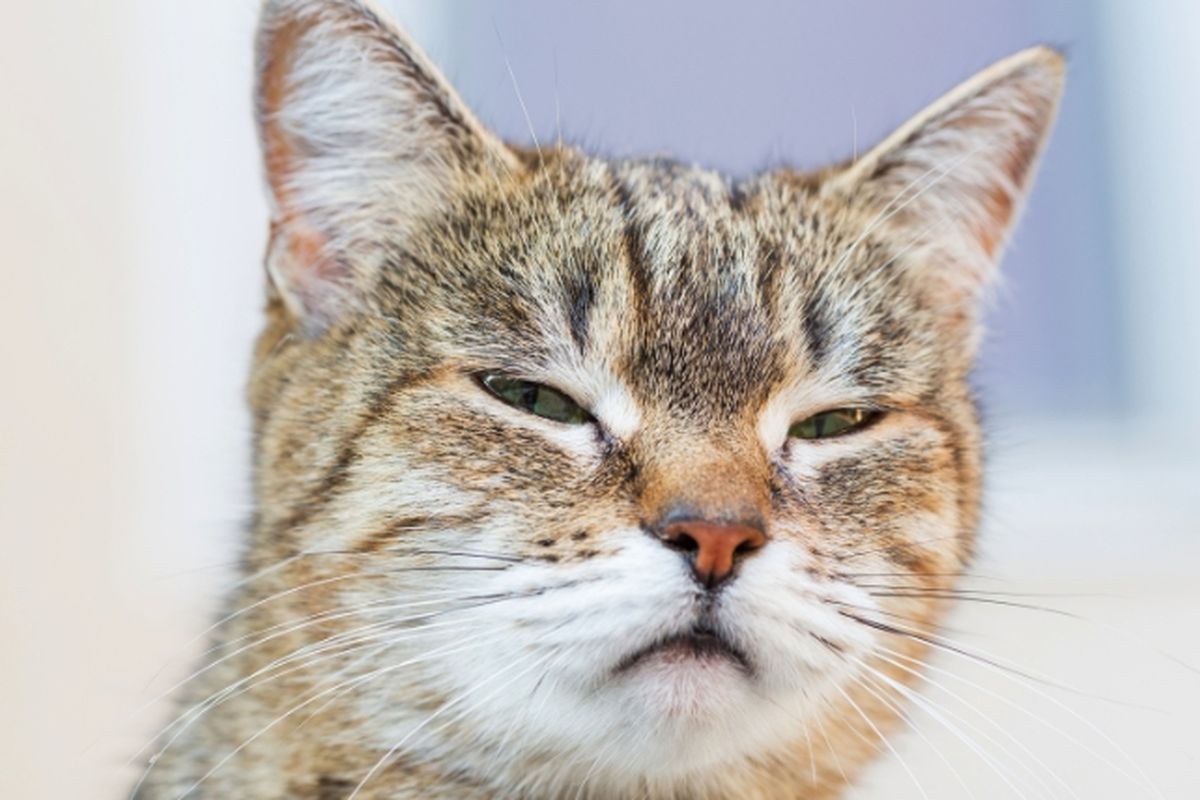 Rahasia Kucing: Mengenali Pemilik Lewat Bau, Bukan Wajah? Rahasia Kucing: Mengenali Pemilik Lewat Bau, Bukan Wajah?