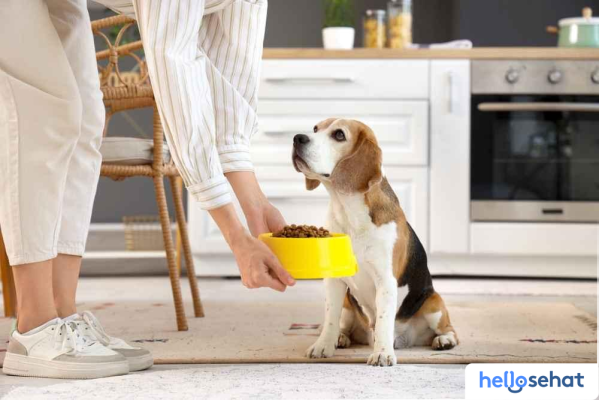 Rahasia_Memberi_Makan_Anjing_Panduan_Usia__Nutrisi_Terbaik Rahasia Memberi Makan Anjing: Panduan Usia & Nutrisi Terbaik