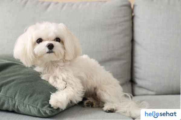 Rahasia Merawat Anjing Maltese: Karakter & Perawatan Lengkap