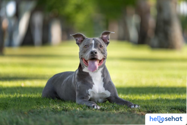 Rahasia Merawat Pitbull: Karakteristik, Perawatan & Kesehatan Prima