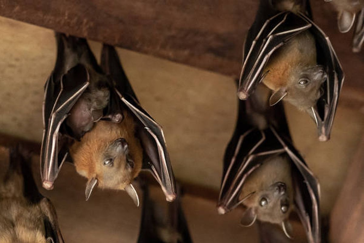 Gigitan Kelelawar Fatal: Pria Australia Tewas, Rabies Langka?