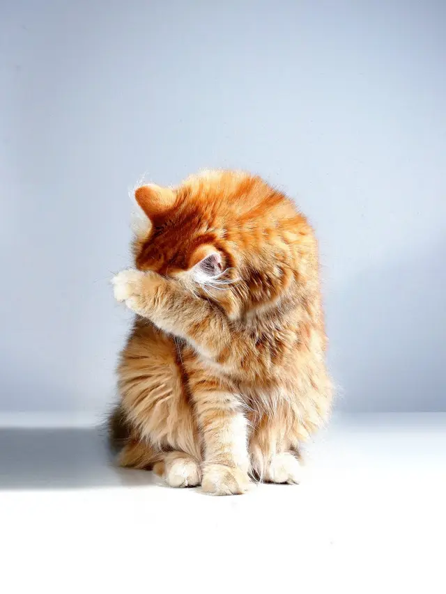 Redam Alergi Kucing? Rahasia Telur Ayam Terungkap!